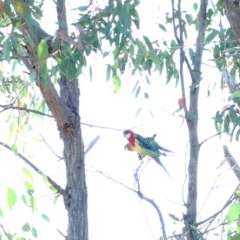 Platycercus eximius (Eastern Rosella) at Dryandra St Woodland - 26 Nov 2020 by ConBoekel