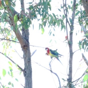 Platycercus eximius at O'Connor, ACT - 26 Nov 2020