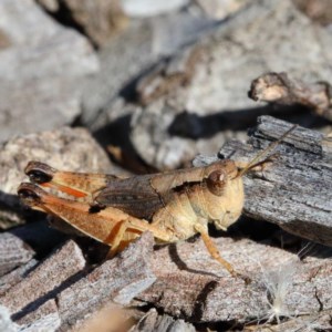 Phaulacridium vittatum at O'Connor, ACT - 26 Nov 2020 09:22 PM