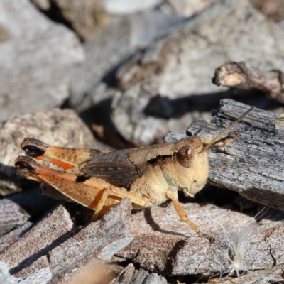 Phaulacridium vittatum (Wingless Grasshopper) at Dryandra St Woodland - 26 Nov 2020 by ConBoekel