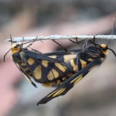 Amata (genus) (Handmaiden Moth) at O'Connor, ACT - 26 Nov 2020 by ConBoekel