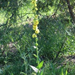 Verbascum virgatum (Green Mullein) at Dryandra St Woodland - 26 Nov 2020 by ConBoekel