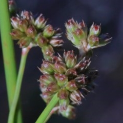 Juncus vaginatus (Clustered Rush) at Dryandra St Woodland - 26 Nov 2020 by ConBoekel