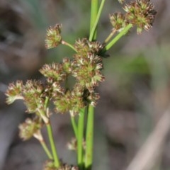 Juncus vaginatus at O'Connor, ACT - 26 Nov 2020