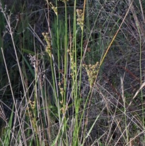 Juncus vaginatus at O'Connor, ACT - 26 Nov 2020