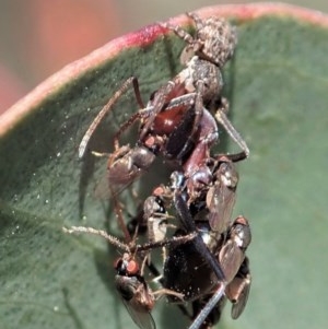 Milichiidae (family) at Holt, ACT - 19 Nov 2020 05:14 AM