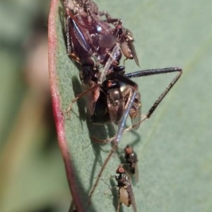 Milichiidae (family) at Holt, ACT - 19 Nov 2020 05:14 AM