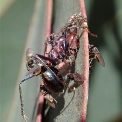 Milichiidae (family) at Holt, ACT - 19 Nov 2020