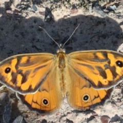 Heteronympha merope (Common Brown Butterfly) at Dryandra St Woodland - 26 Nov 2020 by ConBoekel