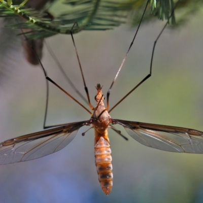 Leptotarsus (Macromastix) costalis (Common Brown Crane Fly) at Dryandra St Woodland - 26 Nov 2020 by ConBoekel