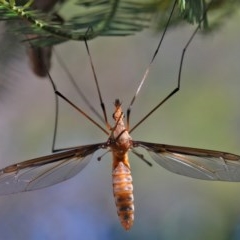 Leptotarsus (Macromastix) costalis (Common Brown Crane Fly) at O'Connor, ACT - 26 Nov 2020 by ConBoekel