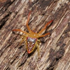 Arkys walckenaeri (Triangle spider) at Acton, ACT - 28 Nov 2020 by TimL