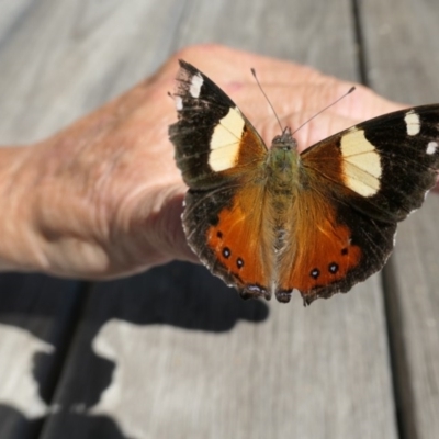 Vanessa itea (Yellow Admiral) at Namadgi National Park - 14 Nov 2020 by jmcleod