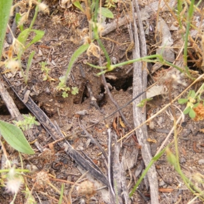 Papyrius nitidus (Shining Coconut Ant) at Symonston, ACT - 26 Nov 2020 by MichaelMulvaney