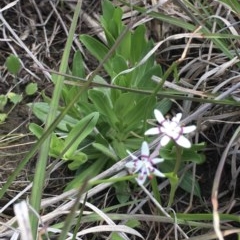 Wurmbea dioica subsp. dioica (Early Nancy) at Delegate, NSW - 1 Nov 2020 by BlackFlat