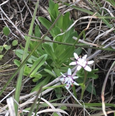 Wurmbea dioica subsp. dioica (Early Nancy) at Delegate Cemetery - 31 Oct 2020 by BlackFlat