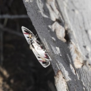 Crypsiphona ocultaria at Scullin, ACT - 28 Nov 2020 09:05 PM