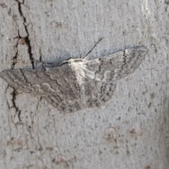 Crypsiphona ocultaria at Scullin, ACT - 28 Nov 2020 09:05 PM