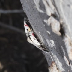 Crypsiphona ocultaria at Scullin, ACT - 28 Nov 2020