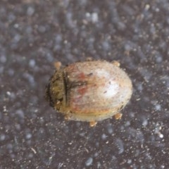 Paropsisterna m-fuscum (Eucalyptus Leaf Beetle) at Scullin, ACT - 28 Nov 2020 by AlisonMilton