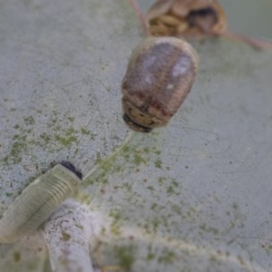 Paropsisterna m-fuscum at Scullin, ACT - 28 Nov 2020