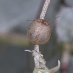 Paropsisterna m-fuscum at Scullin, ACT - 28 Nov 2020