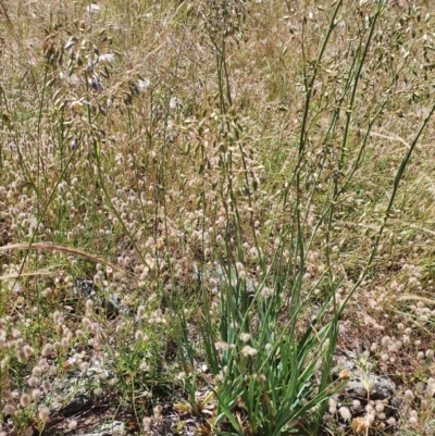 Dianella sp. aff. longifolia (Benambra) (Pale Flax Lily, Blue Flax Lily) at Googong, NSW - 27 Nov 2020 by RobSpeirs