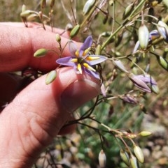 Dianella sp. aff. longifolia (Benambra) at Googong, NSW - 27 Nov 2020 01:28 AM