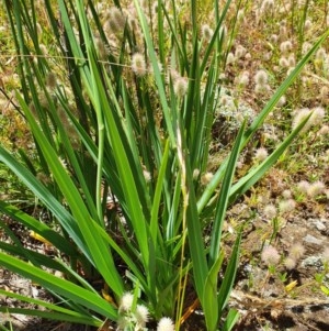 Dianella sp. aff. longifolia (Benambra) at Googong, NSW - 27 Nov 2020 01:28 AM