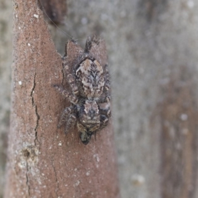 Servaea sp. (genus) (Unidentified Servaea jumping spider) at Scullin, ACT - 28 Nov 2020 by AlisonMilton