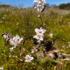 Arthropodium milleflorum (Vanilla Lily) at Googong, NSW - 27 Nov 2020 by RobSpeirs