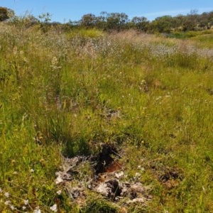 Arthropodium milleflorum at Googong, NSW - 27 Nov 2020