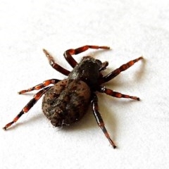 Trachycosmus sculptilis at Crooked Corner, NSW - 29 Nov 2020