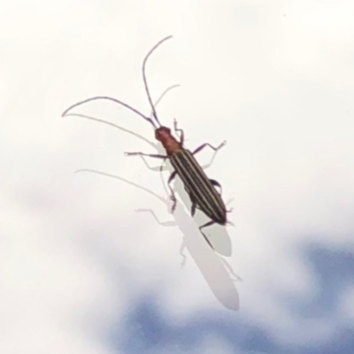 Syllitus rectus (Longhorn beetle) at Aranda, ACT - 28 Nov 2020 by KMcCue