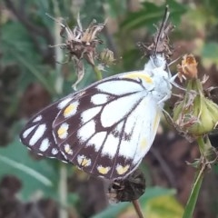 Belenois java (Caper White) at Paddys River, ACT - 28 Nov 2020 by michaelb