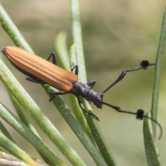 Tropis sp. (genus) (Longhorn or longicorn beetle) at Scullin, ACT - 28 Nov 2020 by AlisonMilton