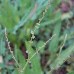 Rumex brownii (Slender Dock) at Hughes, ACT - 23 Nov 2020 by JackyF