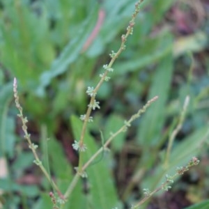 Rumex brownii at Hughes, ACT - 23 Nov 2020