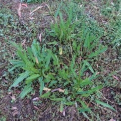 Rumex brownii at Hughes, ACT - 23 Nov 2020