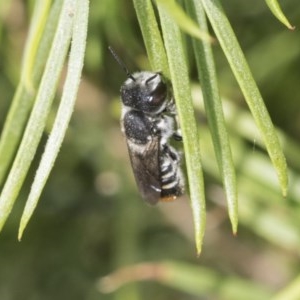 Megachile (Hackeriapis) oblonga at Scullin, ACT - 28 Nov 2020 09:00 PM