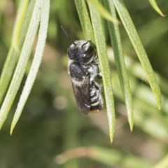 Megachile (Hackeriapis) oblonga (A Megachild bee) at Scullin, ACT - 28 Nov 2020 by AlisonMilton