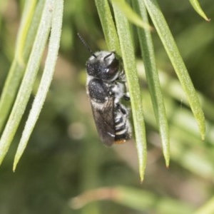 Megachile (Hackeriapis) oblonga at Scullin, ACT - 28 Nov 2020