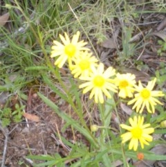 Senecio madagascariensis (Madagascan Fireweed, Fireweed) at Forde, ACT - 14 Oct 2020 by abread111