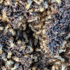 Nasutitermes (genus) (Snouted termite, Gluegun termite) at Hughes, ACT - 23 Nov 2020 by JackyF