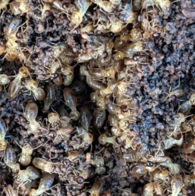 Nasutitermes sp. (genus) (Snouted termite, Gluegun termite) at Hughes, ACT - 22 Nov 2020 by JackyF