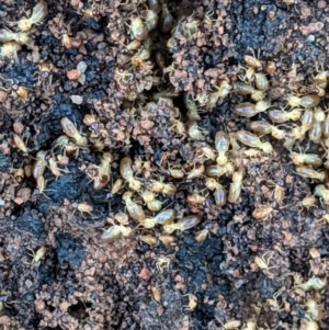 Nasutitermes sp. (genus) at Hughes, ACT - 23 Nov 2020