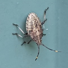 Pentatomoidea (superfamily) (Unidentified Shield or Stink bug) at Hughes, ACT - 24 Nov 2020 by JackyF