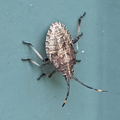 Pentatomoidea (superfamily) (Unidentified Shield or Stink bug) at Hughes, ACT - 24 Nov 2020 by JackyF