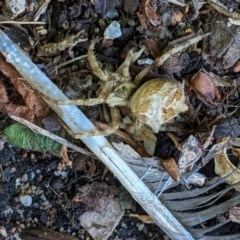 Araneidae (family) (Orb weaver) at Hughes, ACT - 24 Nov 2020 by JackyF