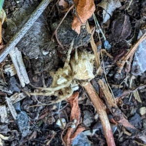 Araneidae (family) at Hughes, ACT - 25 Nov 2020